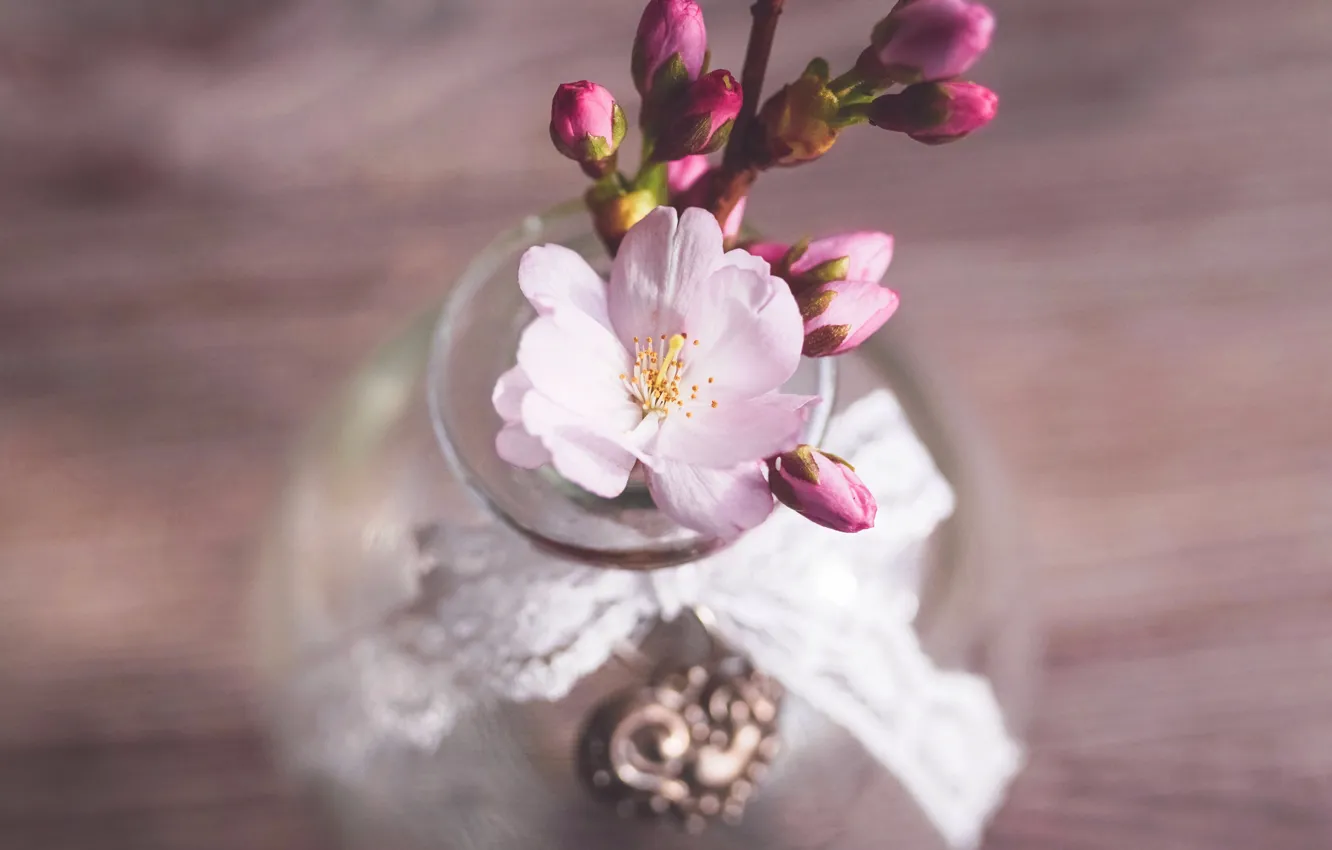 Фото обои цветок, вишня, веточка, стол, весна, сакура, натюрморт, бутоны