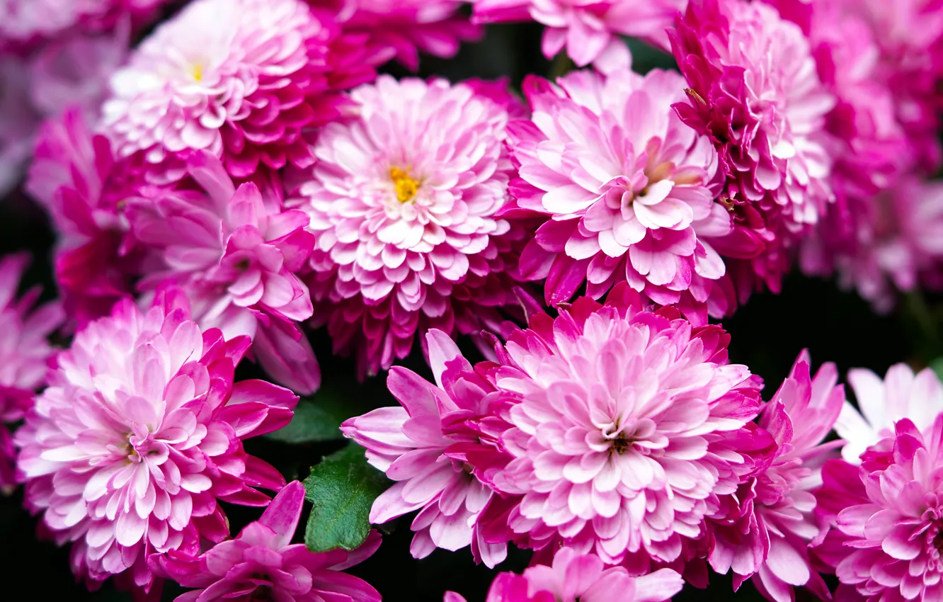 Фото обои макро, цветы, розовые, хризантемы, много, боке