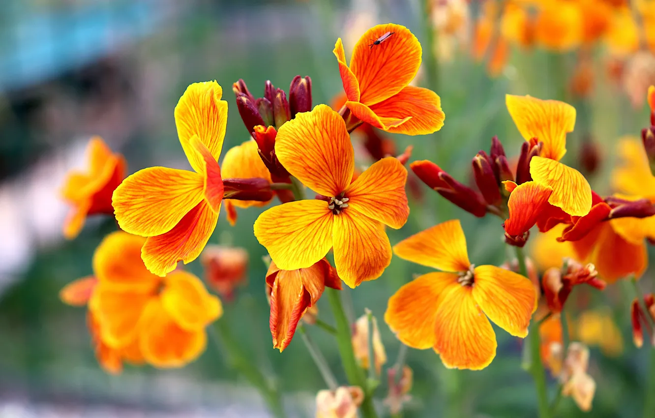 Фото обои макро, цветы, яркие, лепестки, насекомое, оранжевые