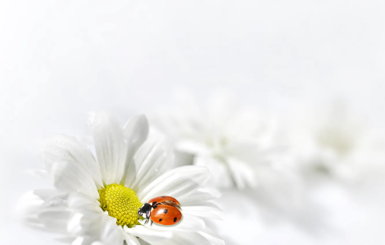 Фото обои Flower, White, Ladybug