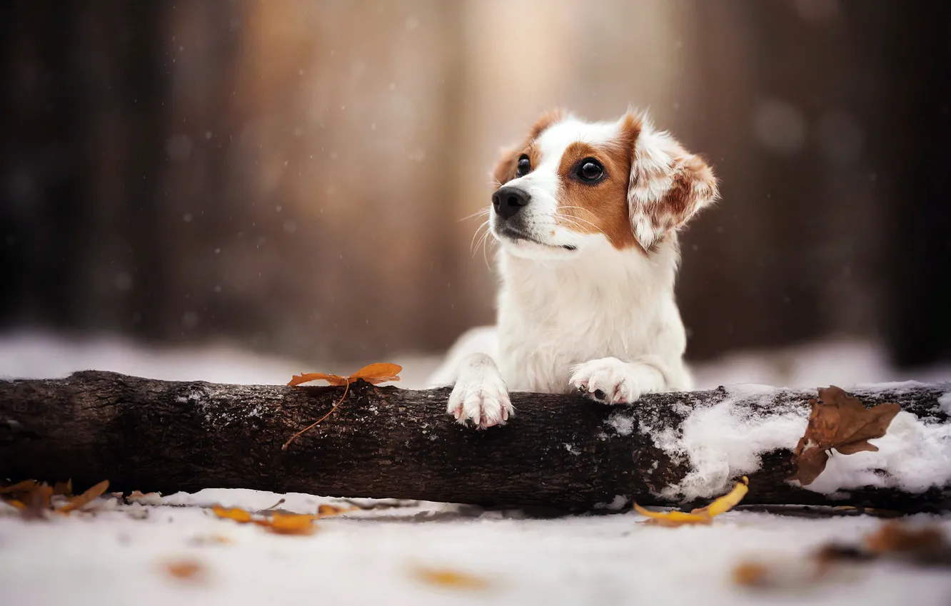 Фото обои зима, листья, снег, природа, животное, собака, бревно, пёс