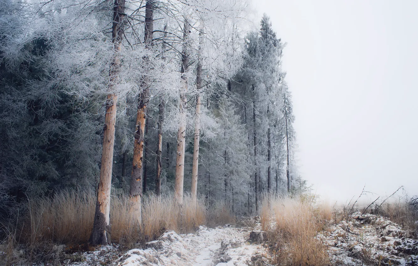 Фото обои зима, иней, лес, снег, туман