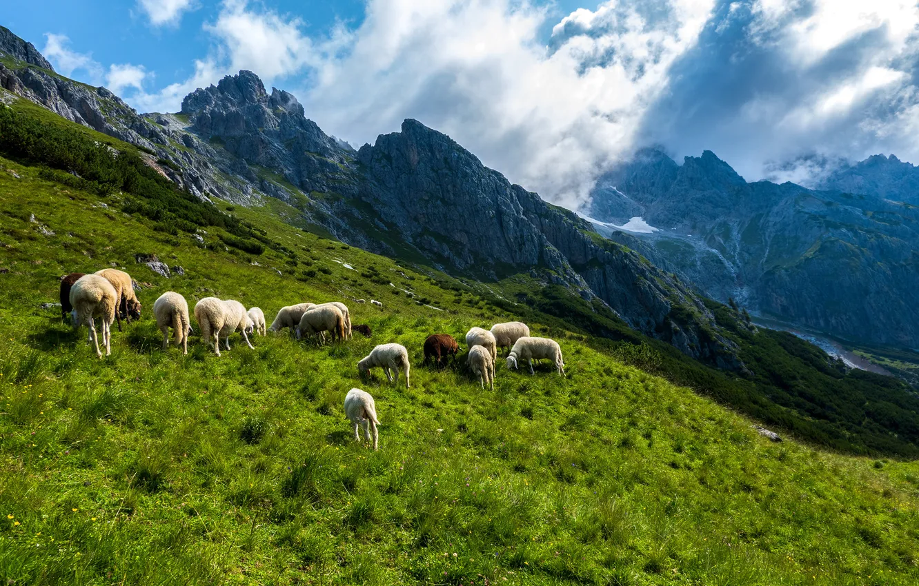 Фото обои Природа, Горы, Австрия, Альпы, Овцы, Hochkönig