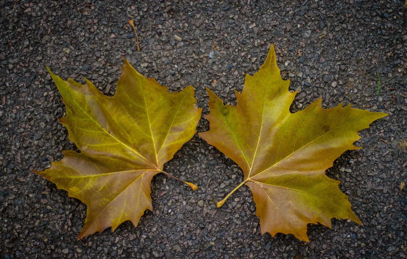 Фото обои листья, макро, природа