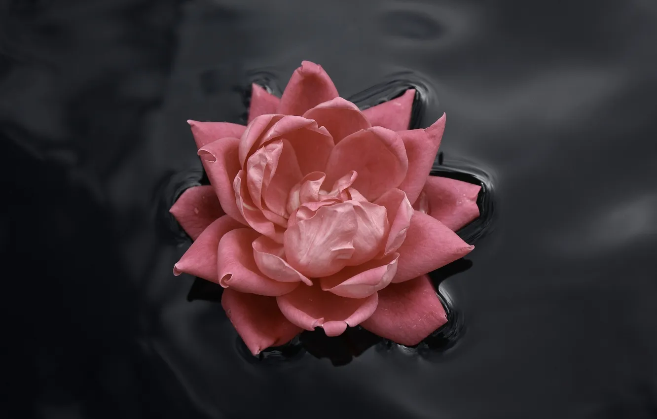 Фото обои вода, свежесть, роза, лепестки