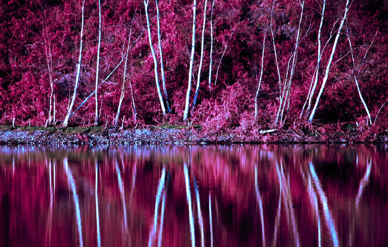 Фото обои осень, деревья, озеро, отражение, склон