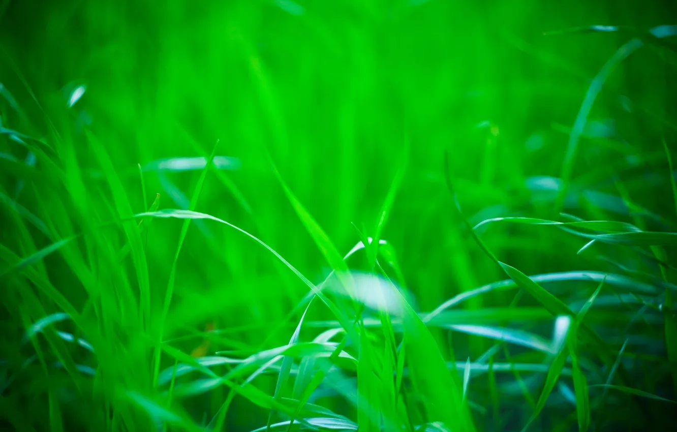 Фото обои зелень, природа, Трава