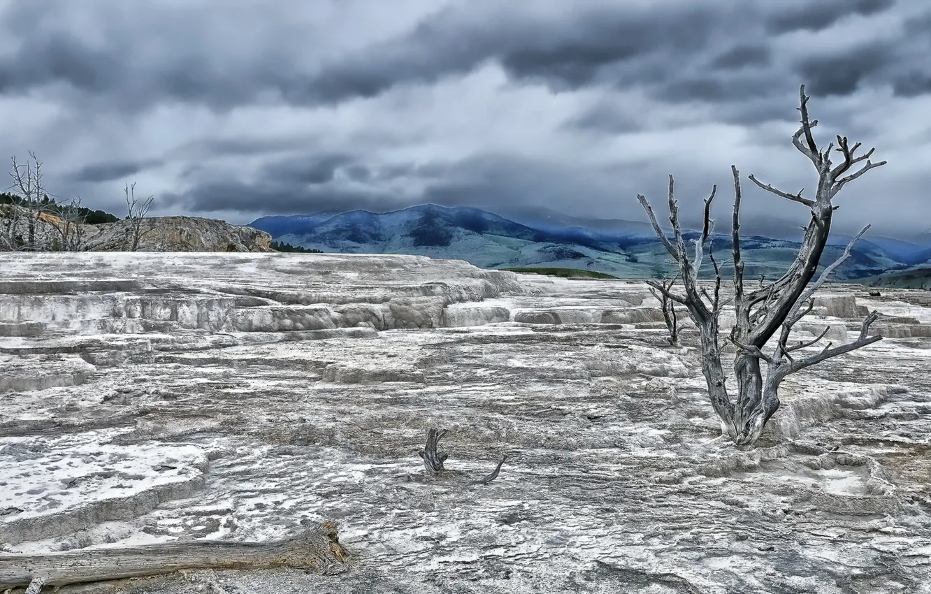 Фото обои Wyoming, Yellowstone National Park, Terrace Tree