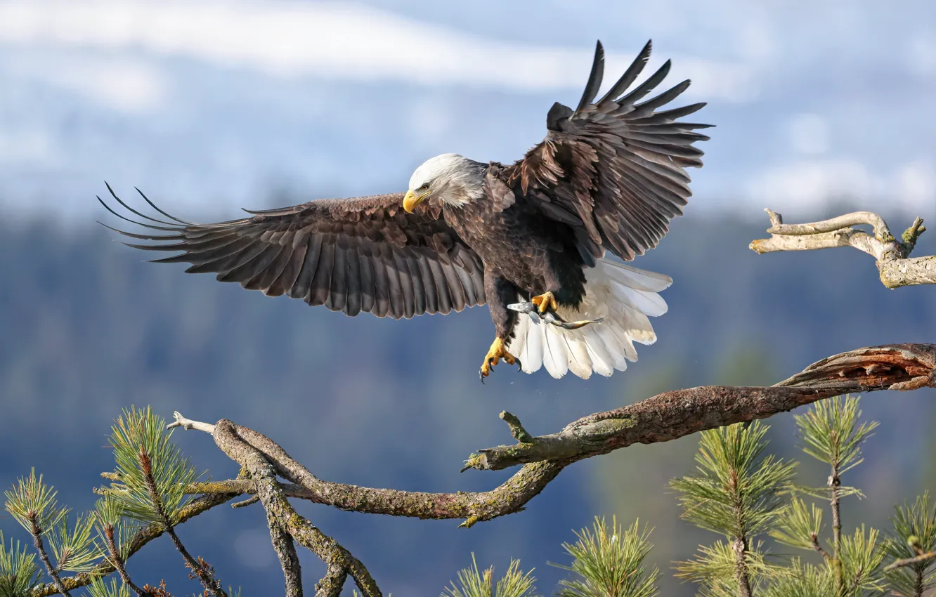 Фото обои фон, птица, крылья, ветка, Белоголовый орлан