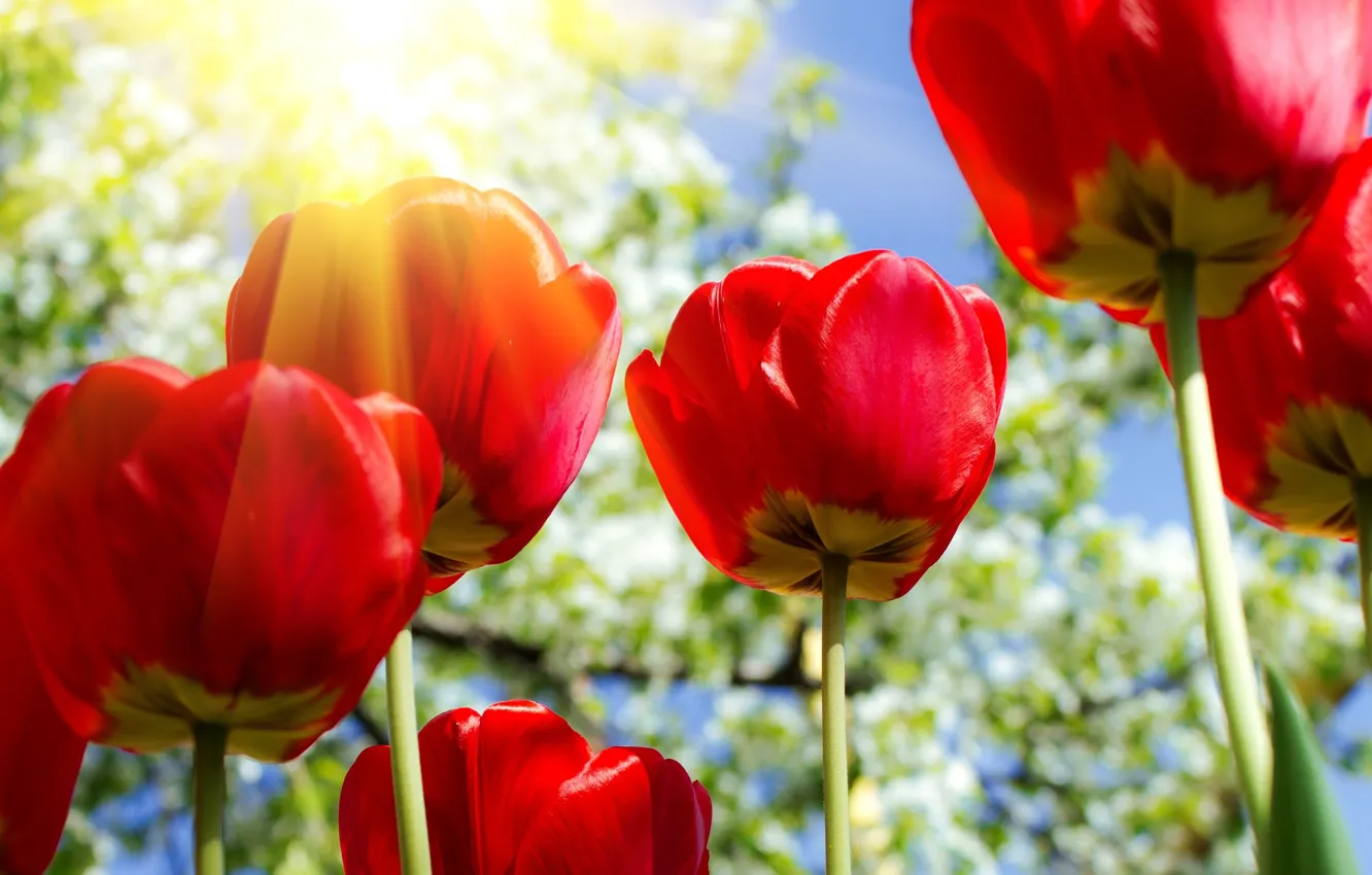 Фото обои солнце, цветы, тюльпаны