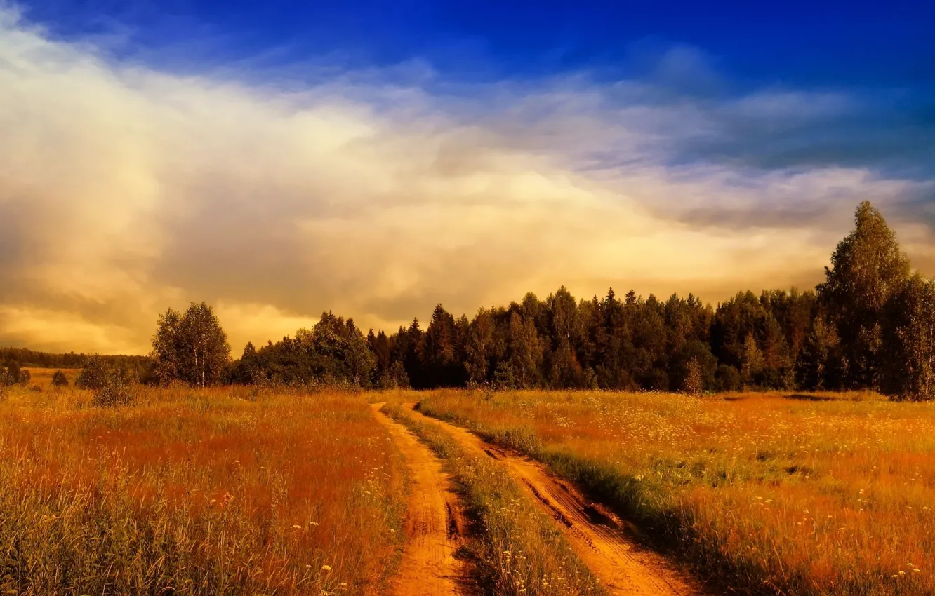 Фото обои forest, field, towards, Path