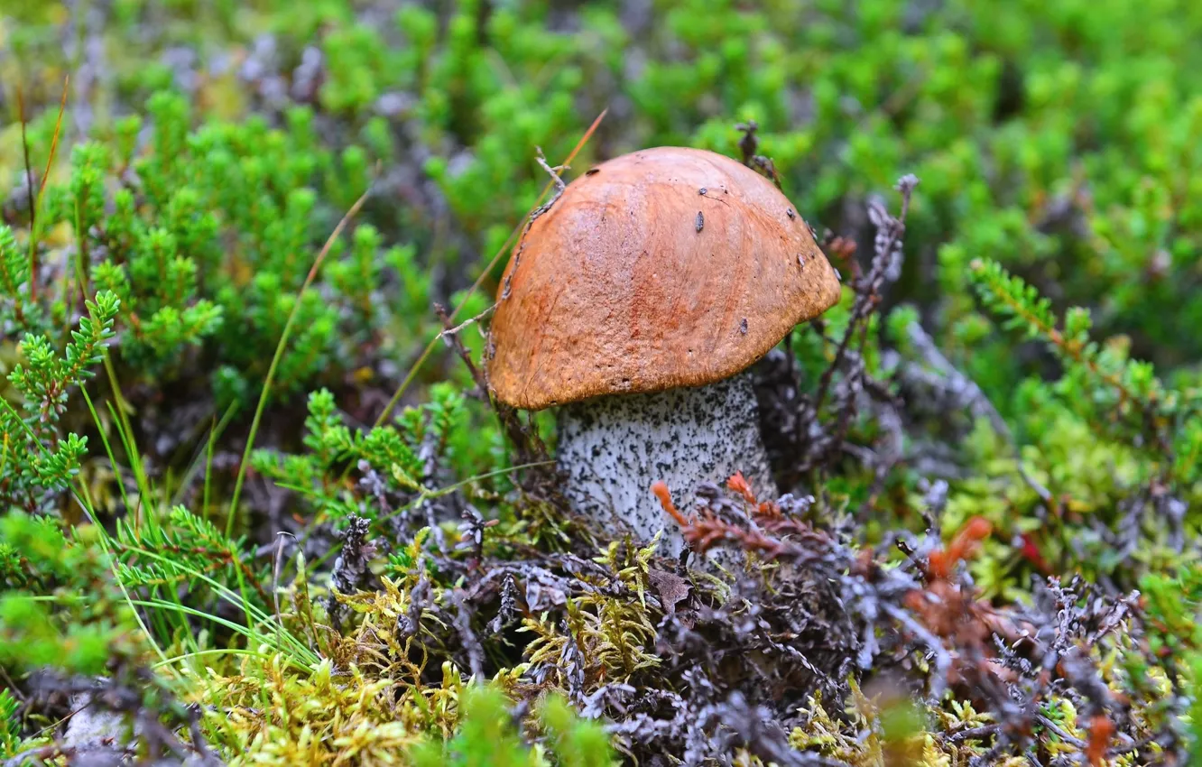 Фото обои гриб, мох, подосиновик