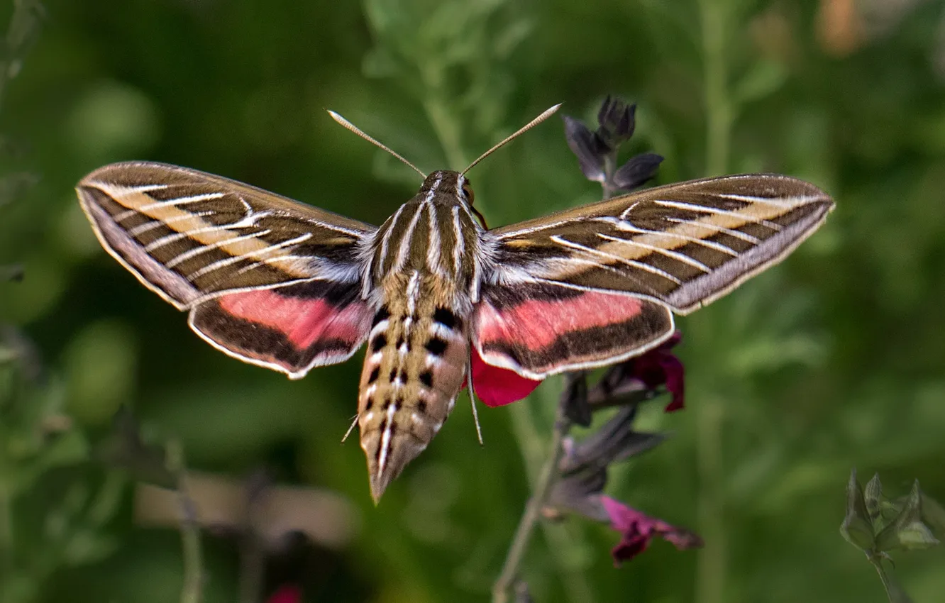 Фото обои бабочка, крылья, языкан обыкновенный, бражник