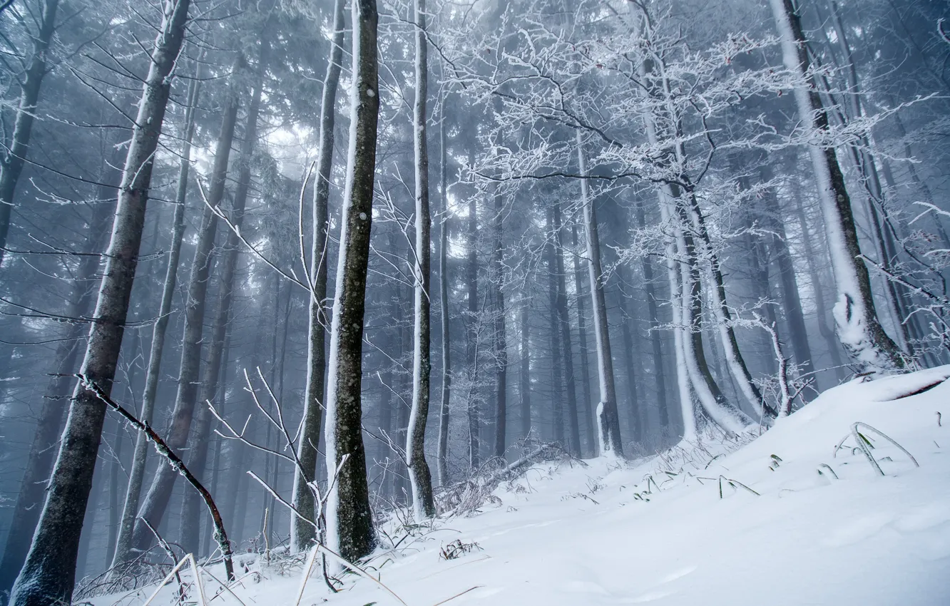 Фото обои зима, лес, снег