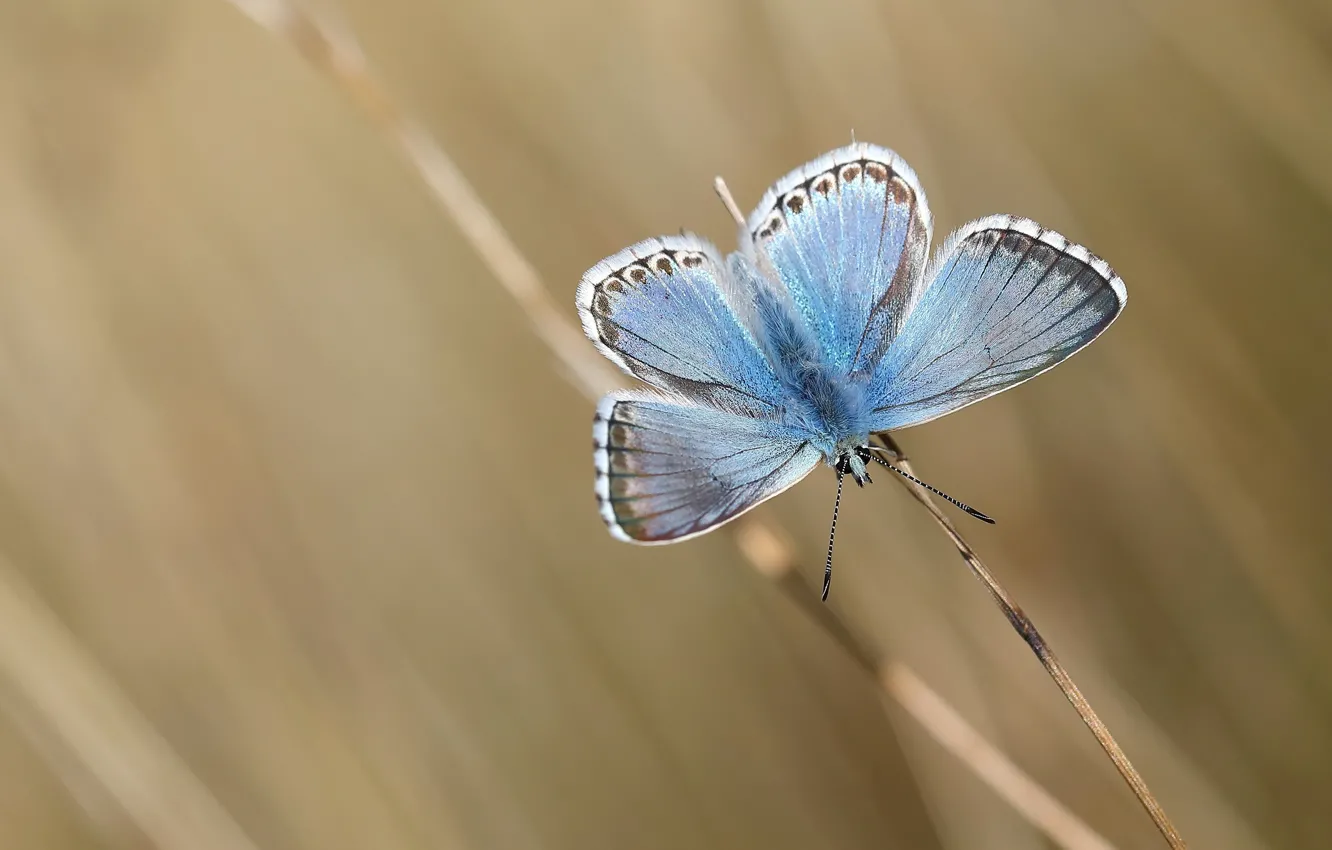 Фото обои макро, фон, бабочка, стебель, насекомое, крылышки, голубая, боке