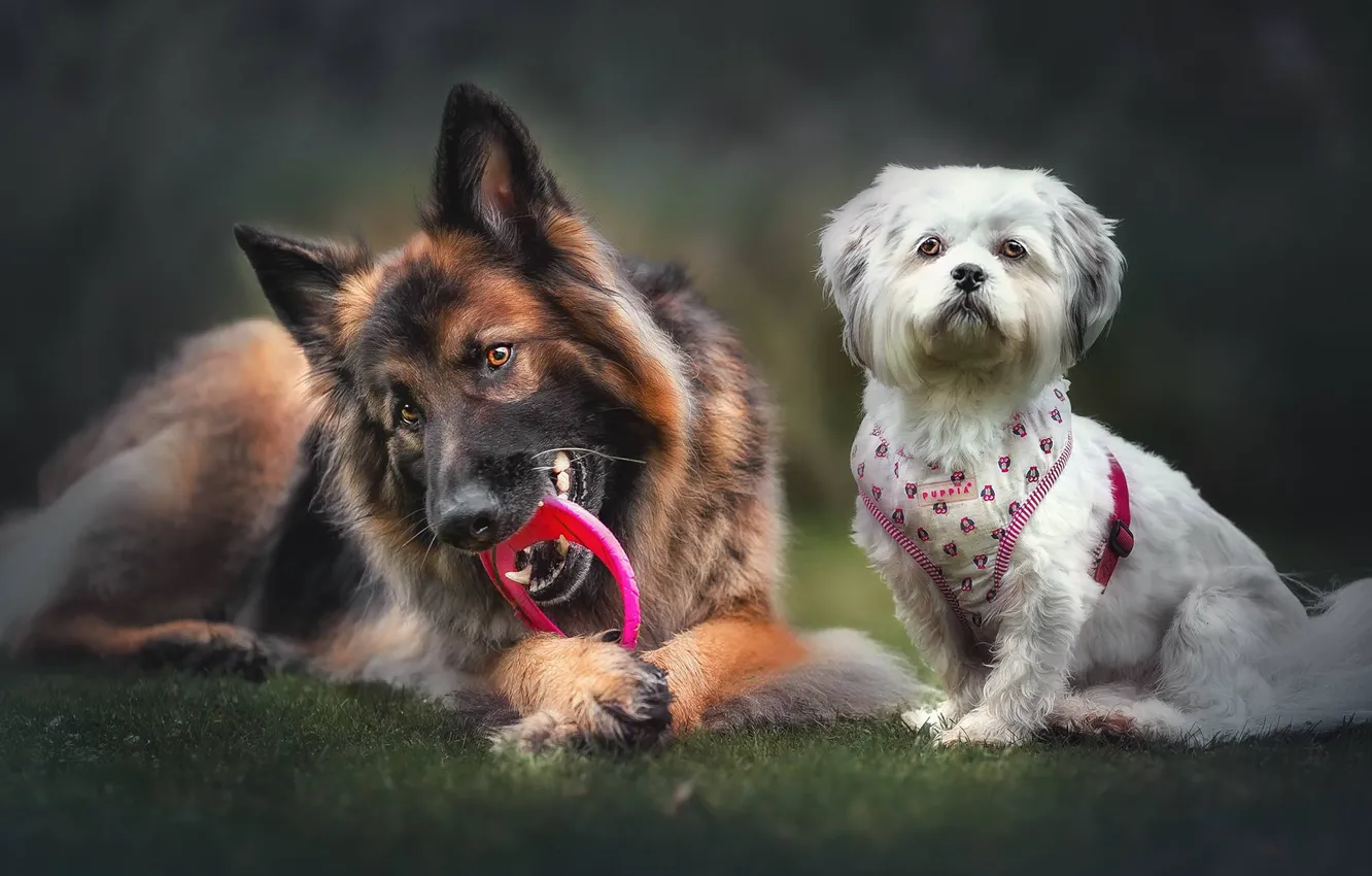 Фото обои две собаки, Немецкая овчарка, Ши-тцу