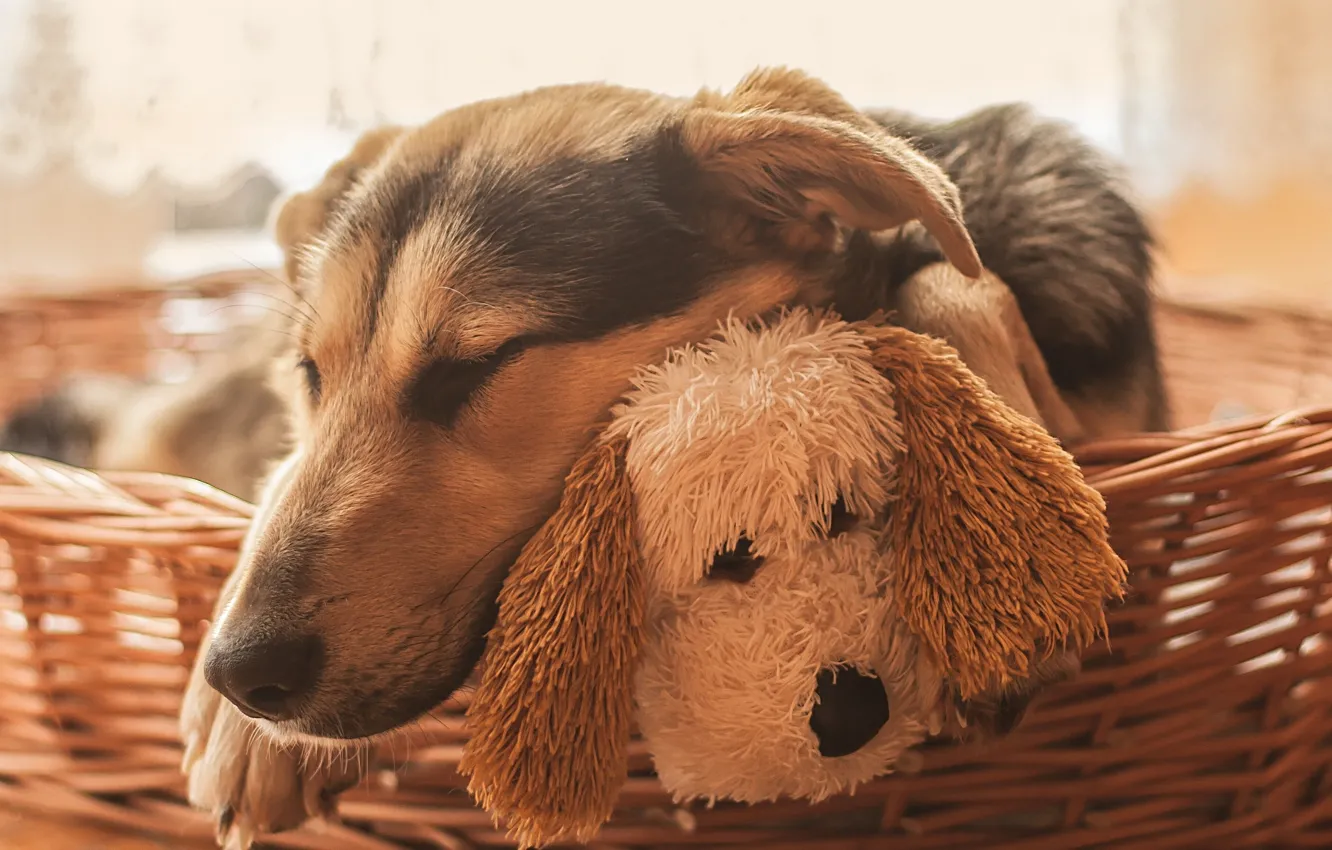 Фото обои собаки, морда, игрушка, сон, собака, спящая