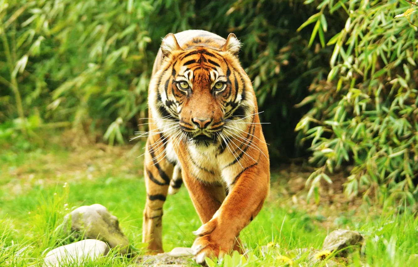 Фото обои взгляд, фон, Суматранский тигр