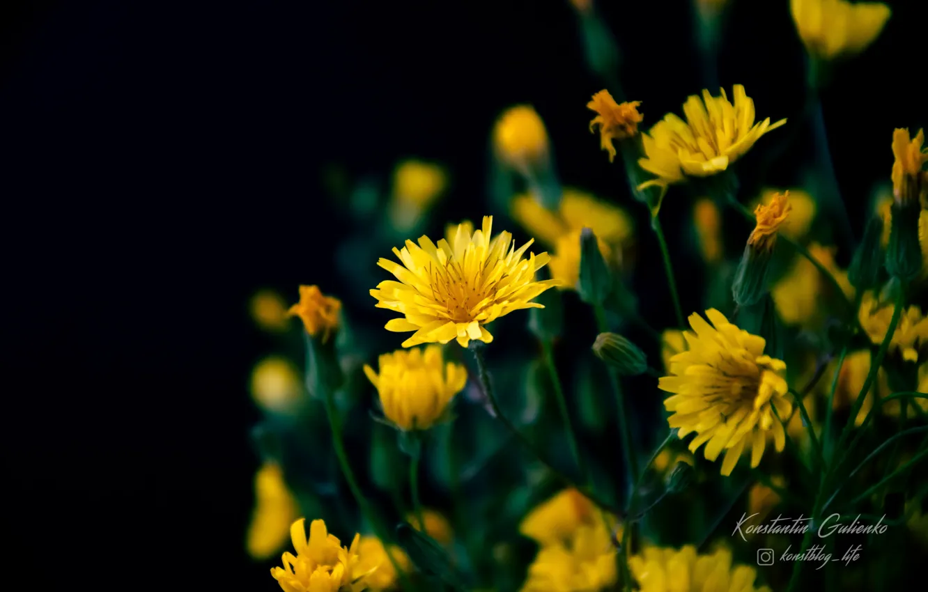 Фото обои цветы, природа, растения, полевые цветы, желтые цветы, на черном фоне