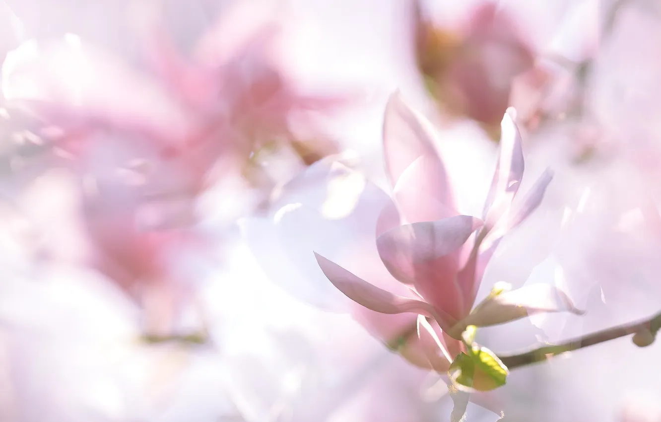 Фото обои цветы, весна, розовые, магнолия