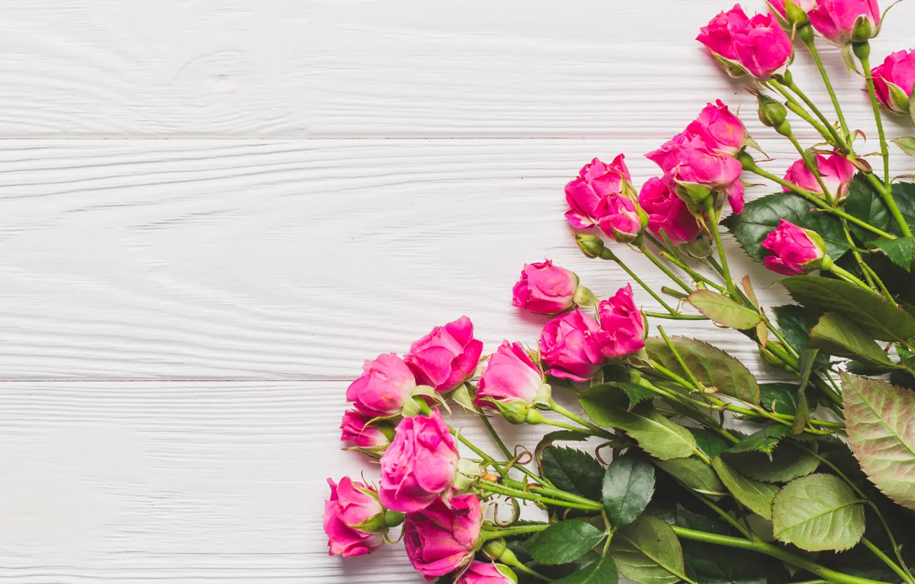 Фото обои цветы, розы, розовые, бутоны, wood, pink, flowers, beautiful