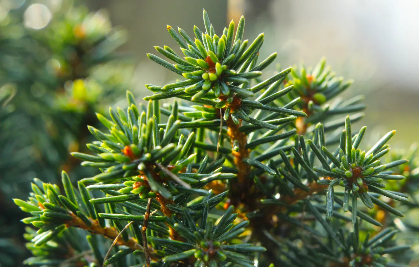 Фото обои green, pine, twig, coniferous