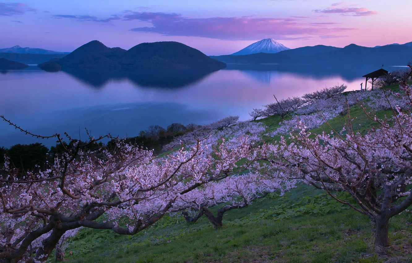 Фото обои озеро, вулкан, Япония, сад, сакура