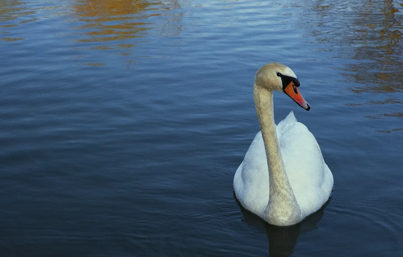 Фото обои птица, лебеди, синий фон, вдоем