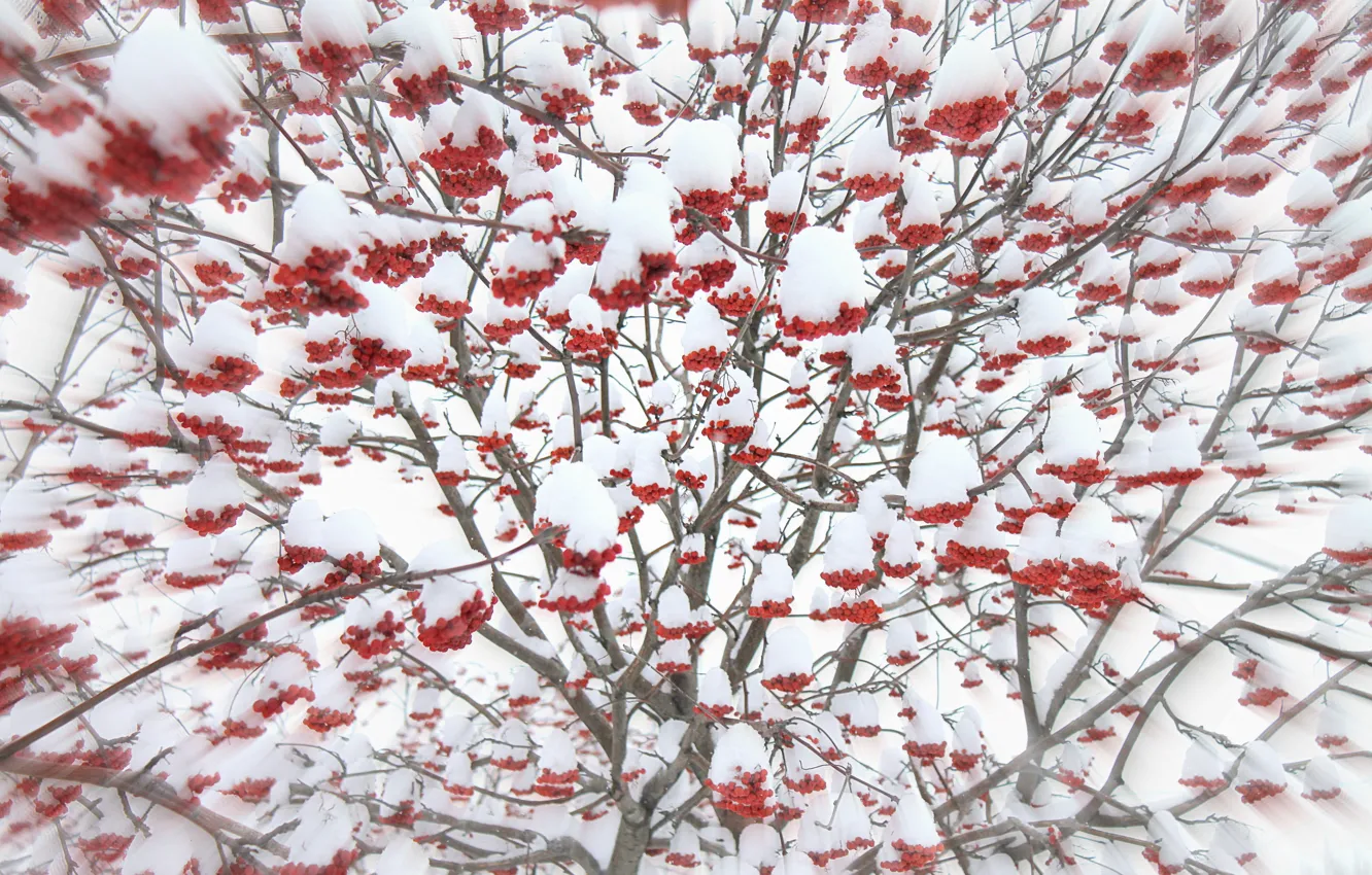 Фото обои белый, снег, красный, рябина
