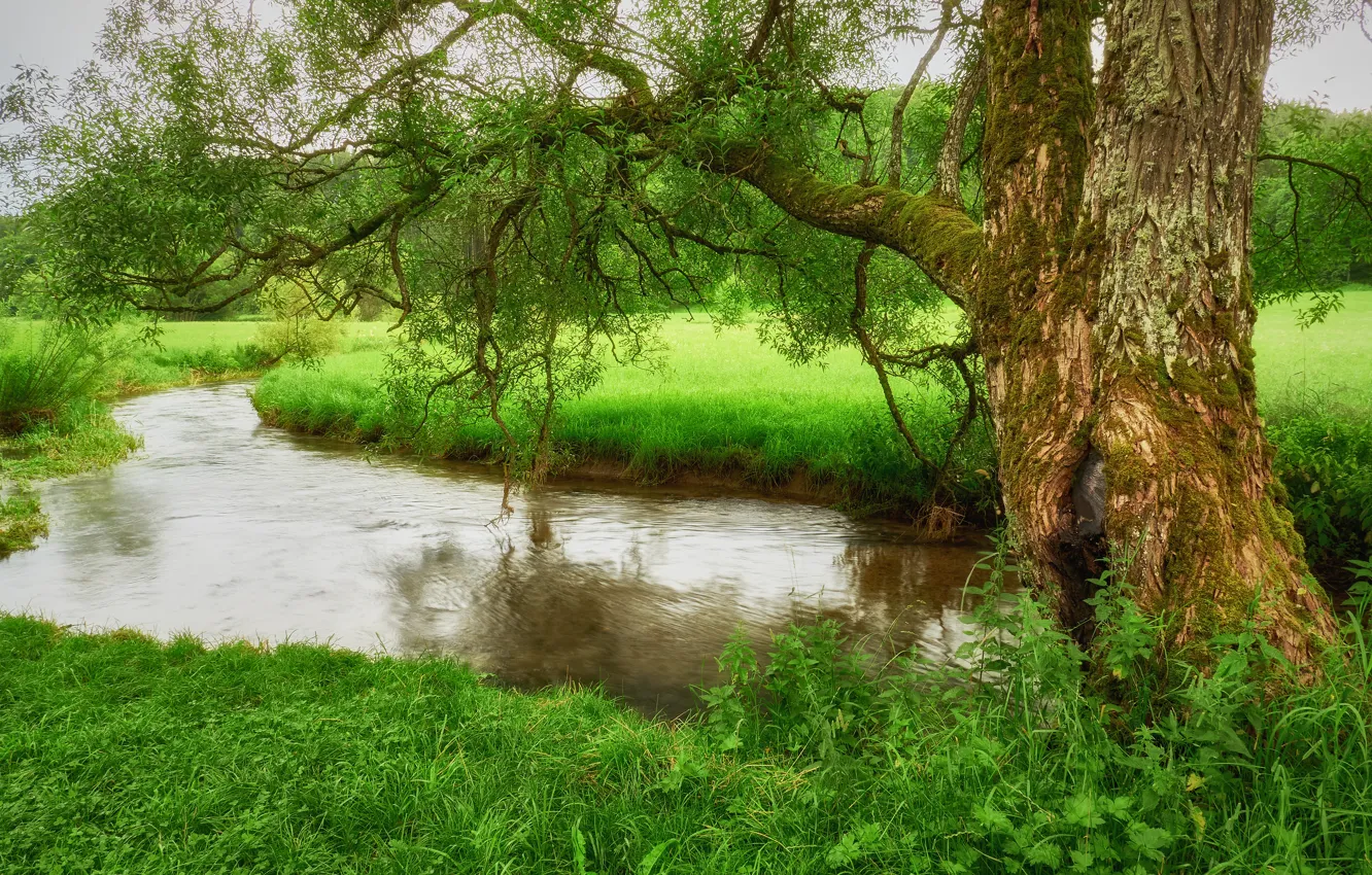 Фото обои зелень, трава, дерево, берег, водоем