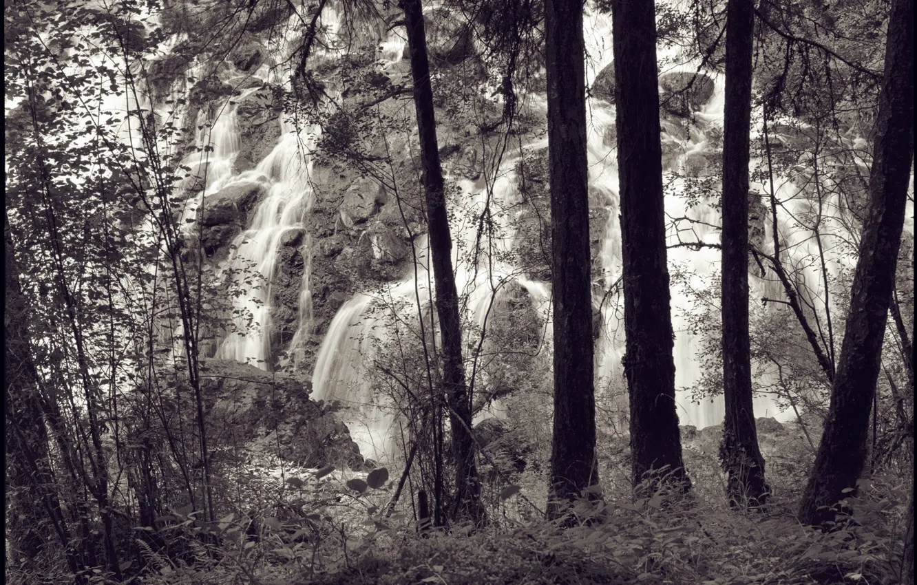 Фото обои лес, деревья, водопад, Arbor Lux, Photo Landscapes
