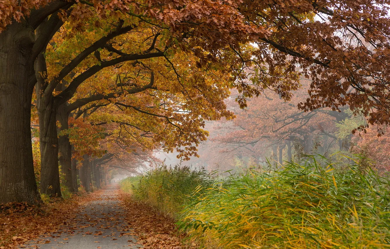 Фото обои дорога, осень, деревья, пейзаж