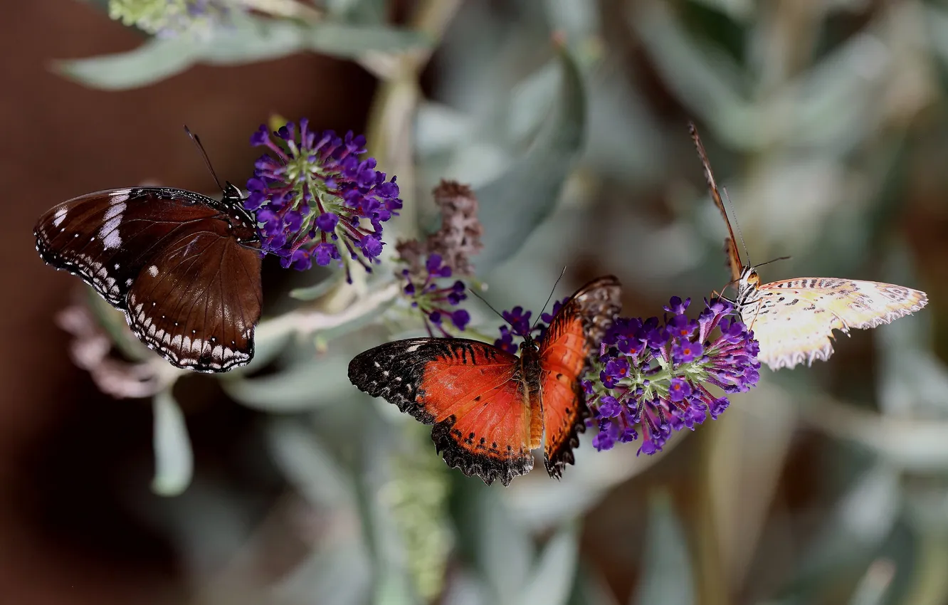 Фото обои макро, бабочки, насекомые, чветы