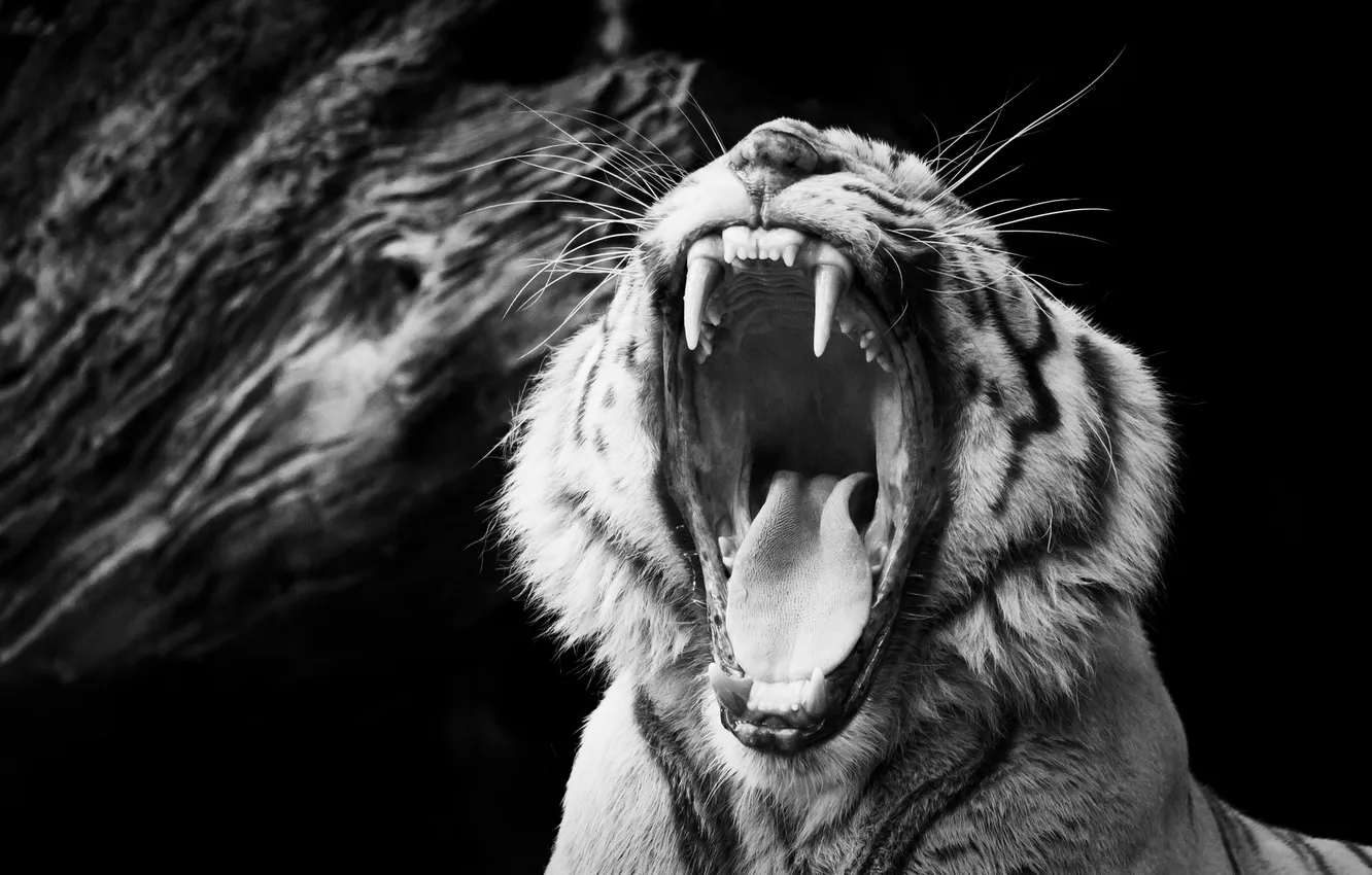 Фото обои тигр, чёрно-белое, пасть