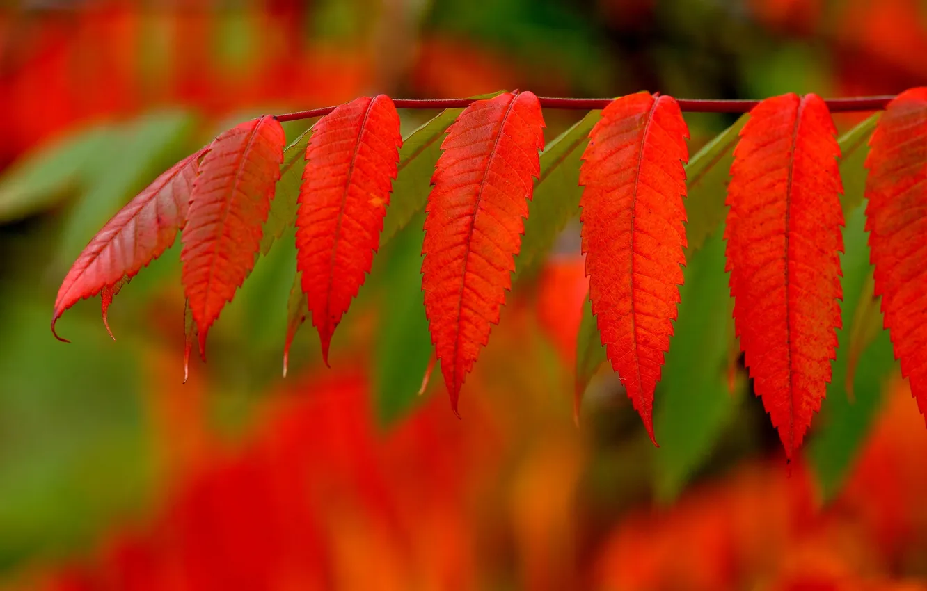 Фото обои осень, листья, краски, ветка, багрянец