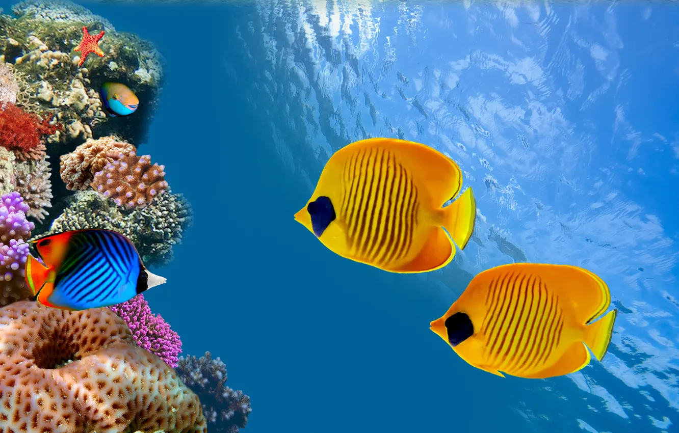 Фото обои океан, рыба, Таиланд, Thailand, под водой, underwater, ocean, риф