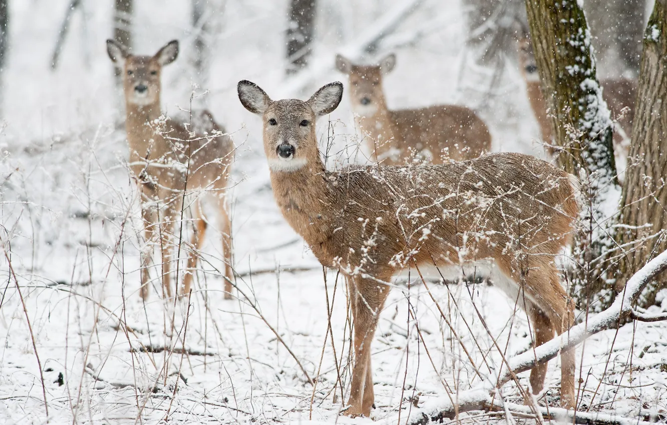 Фото обои winter, deer, wildlife, snowing