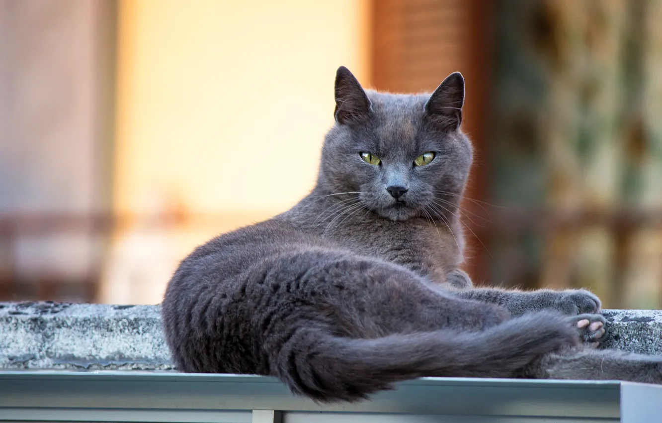 Фото обои кошка, кот, взгляд, поза, мордашка