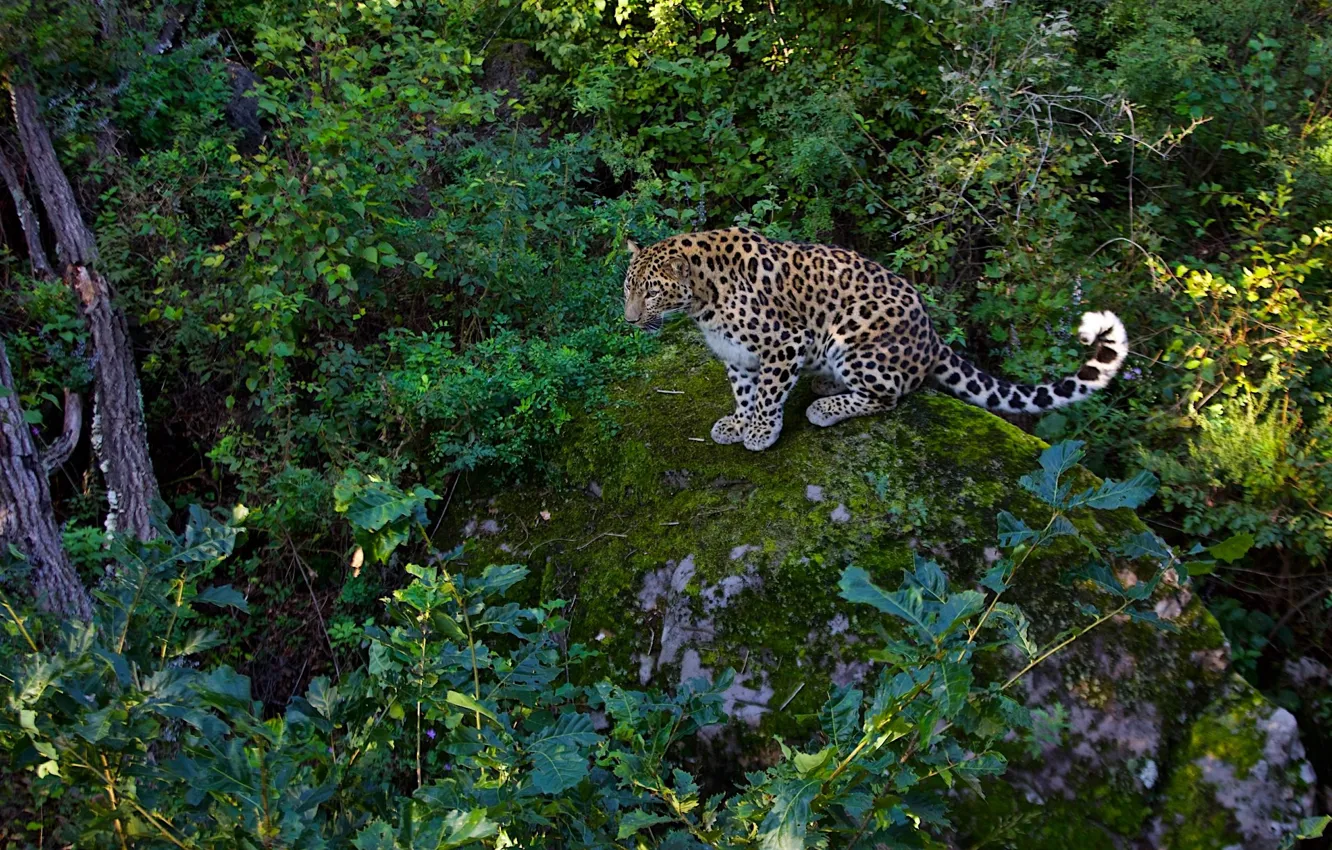 Фото обои зелень, хищник, леопард