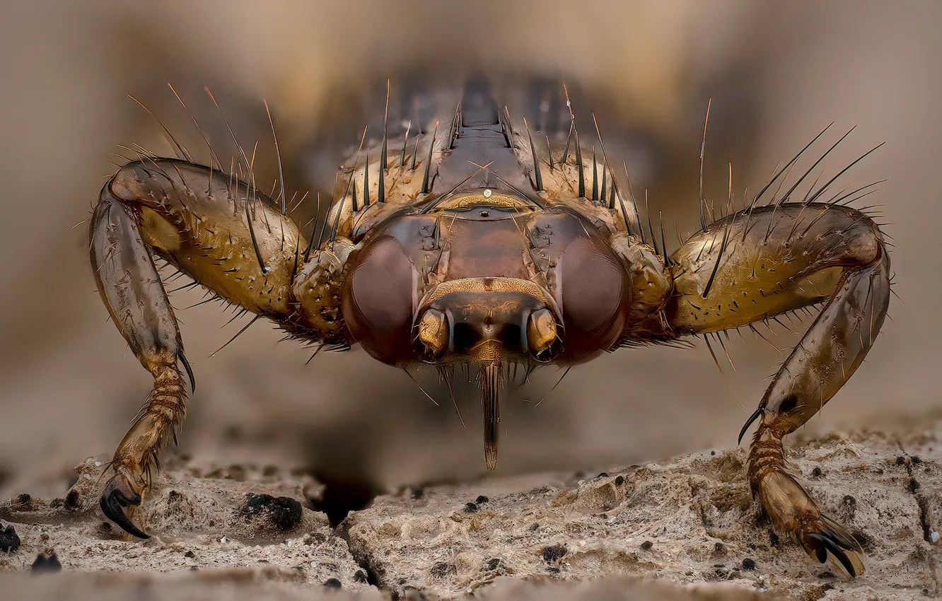 Фото обои природа, насекомое, Lipoptena cervi