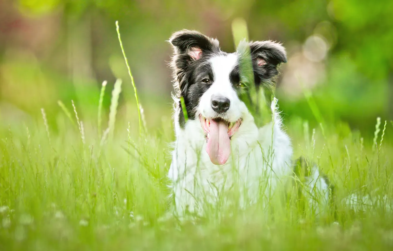 Фото обои зелень, язык, трава, портрет, собака, боке, бордер-колли, обои от lolita777
