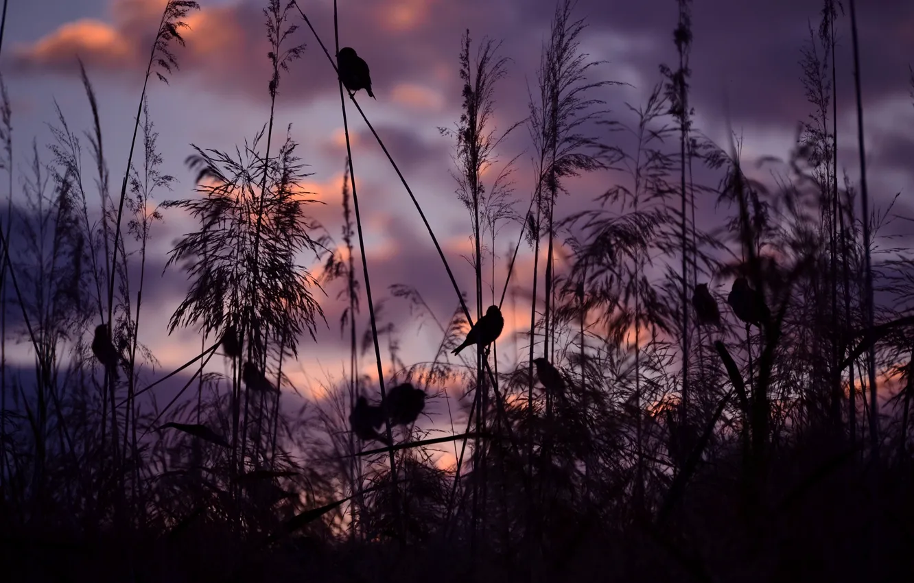 Фото обои закат, птицы, природа, воробьи, Serena Pirredda Photography