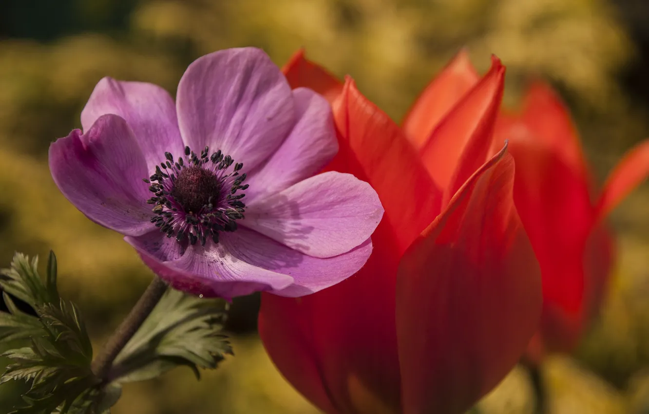 Фото обои макро, тюльпан, лепестки, анемона