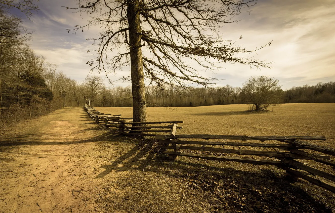 Фото обои поле, пейзаж, дерево, забор