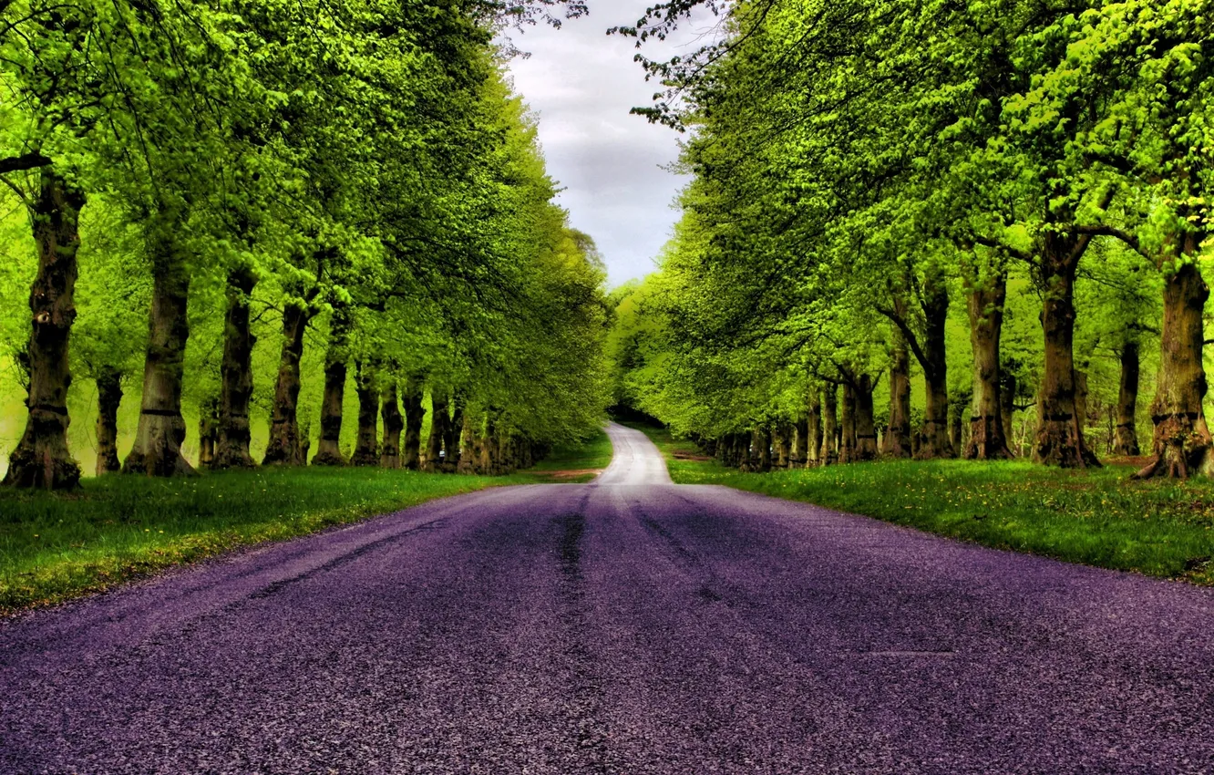 Фото обои дорога, лес, трава, деревья