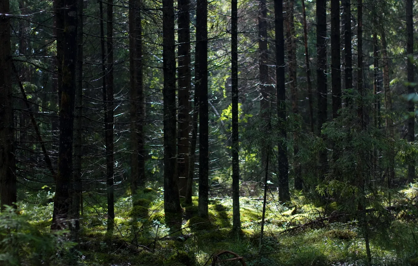 Фото обои лес, свет, мох, пень