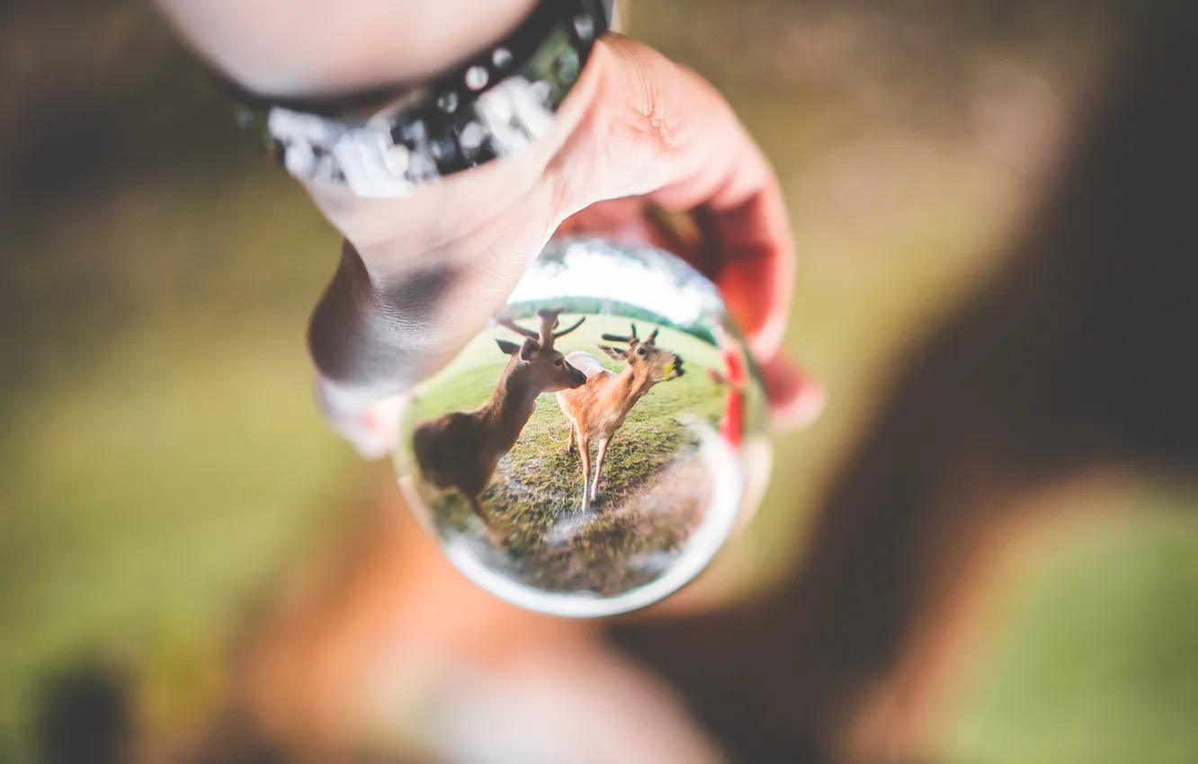 Фото обои effect, hand, crystal, deer, sphere