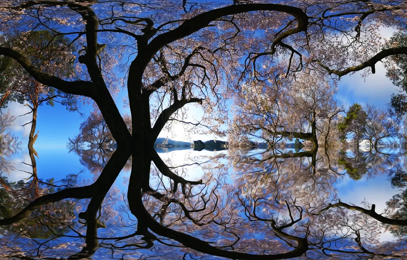 Фото обои отражение, дерево, обработка