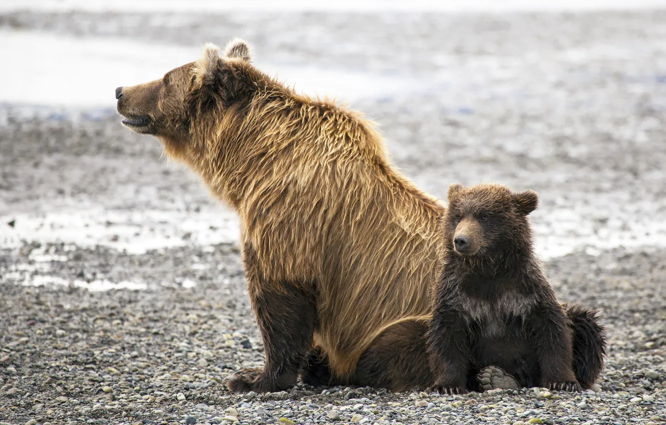 Фото обои семья, медведи, медвежонок, медведица, бурые
