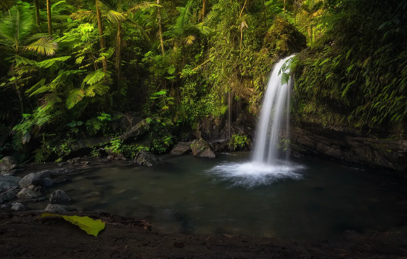 Фото обои waterfall, Puerto Rico, El Yunque